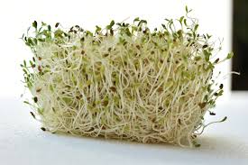 Germinado
