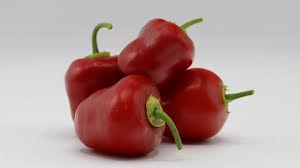 Rocoto