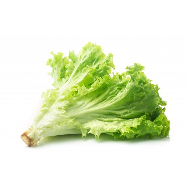 Lechuga orgánica